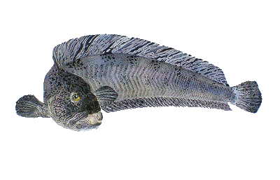 Wolf Fish